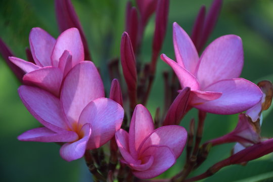 Pink Plumera