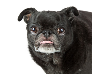 Closeup Black Pug Dog Sticking Tongue Out