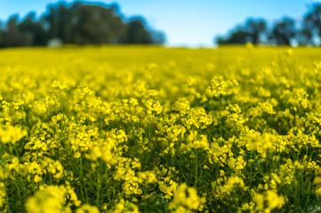 Canola field in Australia