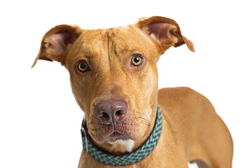 Closeup Large Brown Dog Staring Into Camera