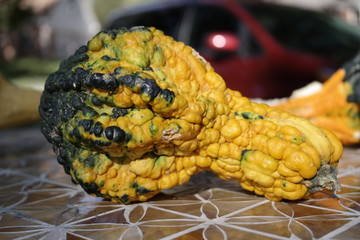 warty gourd