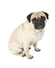 Pug Dog Sitting Side Looking Forward