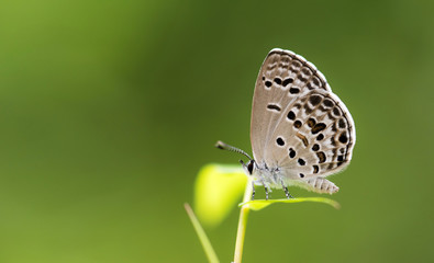 Common Hedge Blue