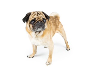 Fototapeta premium Pug Dog Standing on White Looking Side