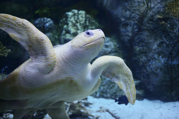 Fototapeta premium Olive ridley sea turtle