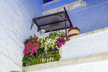 hanging petunias © Vivida Photo PC