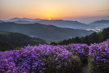 봉화산 철쭉