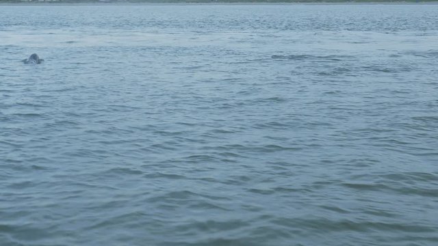 Bottlenose dolphins swim and surface among waves in the Atlantic ocean.