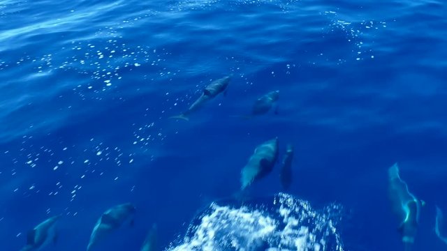 This video is about dolphins following fishing boat