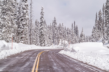 Snow-covered Lodgepole Pines along a recently plowed road