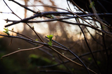 Spring Buds