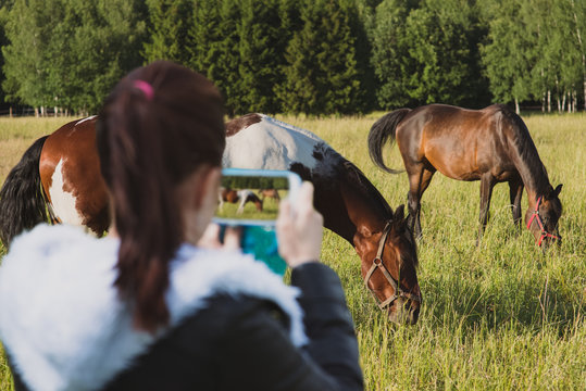 Blurred girl on foreground holding smartphone and making picture of two gorgeous horses outdoors