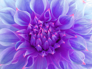 violet dahlia  flower.  Close-up. Macro. Nature. beautiful  flower.