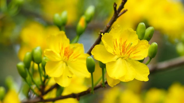 Apricot blossom,Hoa Mai tree (Ochna Integerrima), Yellow apricot flowers bloom in the New Year's Day traditional Tet in Vietnam 