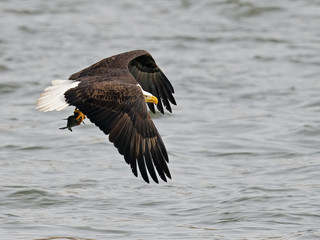Bald Eagle in Flight with Fish