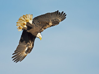 Bald Eagle Diving