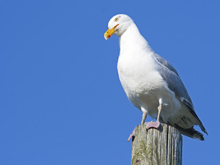 Herring Gull