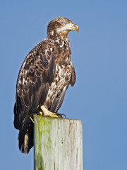 Juvenile Bald Eagle