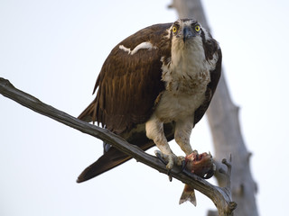 Osprey with Large Fish
