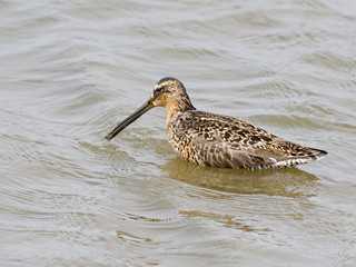 Short-billed Dowitcher