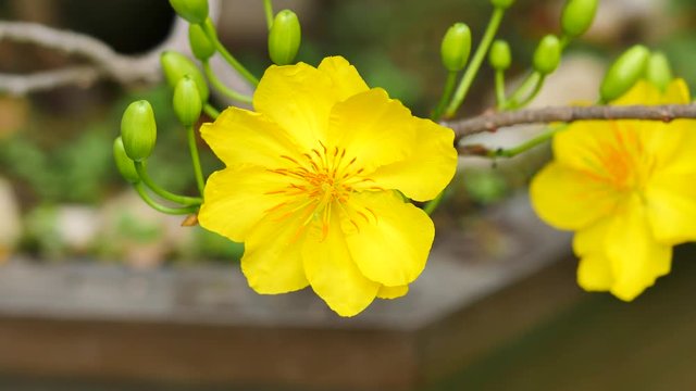 Apricot blossom,Hoa Mai tree (Ochna Integerrima), Yellow apricot flowers bloom in the New Year's Day traditional Tet in Vietnam 