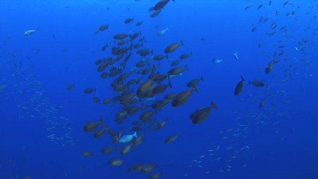A school of Unicornfish swimming on a coral reef, 4k footage