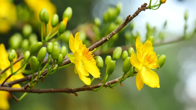 Apricot blossom,Hoa Mai tree (Ochna Integerrima), Yellow apricot flowers bloom in the New Year's Day traditional Tet in Vietnam 
