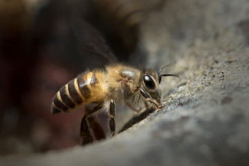 
Honey Bee in Southeast Asia.
