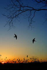 Barn swallow over night sky background