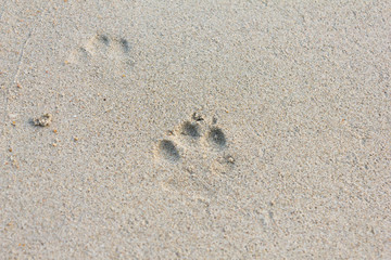 Dog Footprints on the Sand