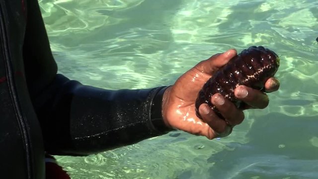 Sea Cucumber 