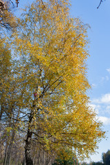 Landscape in the city park in sunny autumn day