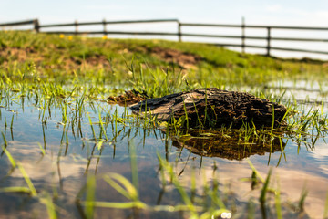 PIece of wood in pond