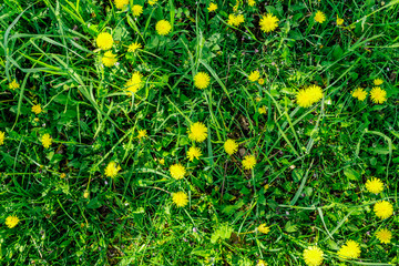 Obraz premium Dandelions flat lay