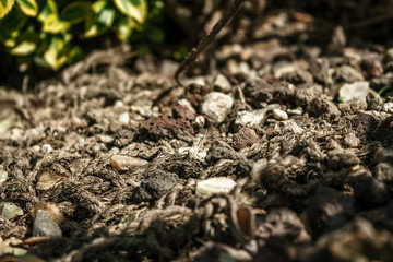 Garden soil