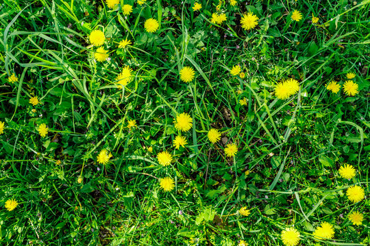 Fototapeta Dandelions flat lay