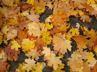 Кленовые листья