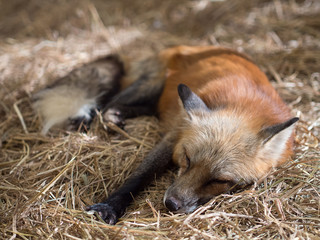 a closeup shot focus  on only its head of the young red fox slee