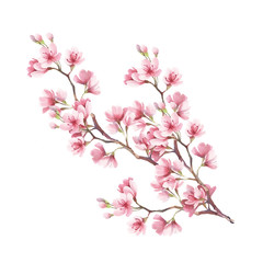 Branch of cherry blossoms. Hand draw watercolor illustration - 123607609