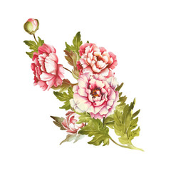 Image bouquet of peonies. Hand draw watercolor illustration