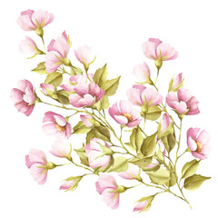 The flowers of wild rose. Watercolor illustration.
