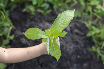Hands growing a young plant / protect nature and environment con