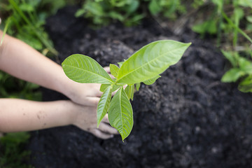 Hands growing a young plant / protect nature and environment con