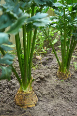 Fototapeta premium Two root celery plants growing