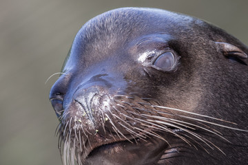 Sea lion closeup