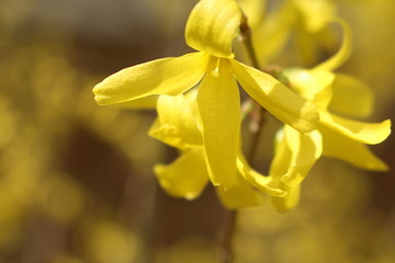 gelbe Sternenblüte