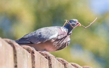 Dove with small branch isolated