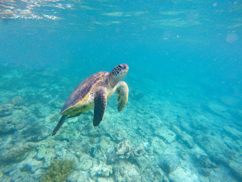 Underwater image with sea tortoise