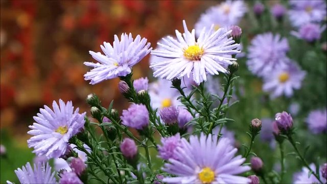 Autumn garden flowers. Small purple daisy chrysanthemums. The rain, light breeze