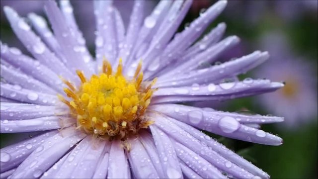 Autumn garden flowers. Small purple daisy chrysanthemums. The rain, light breeze 